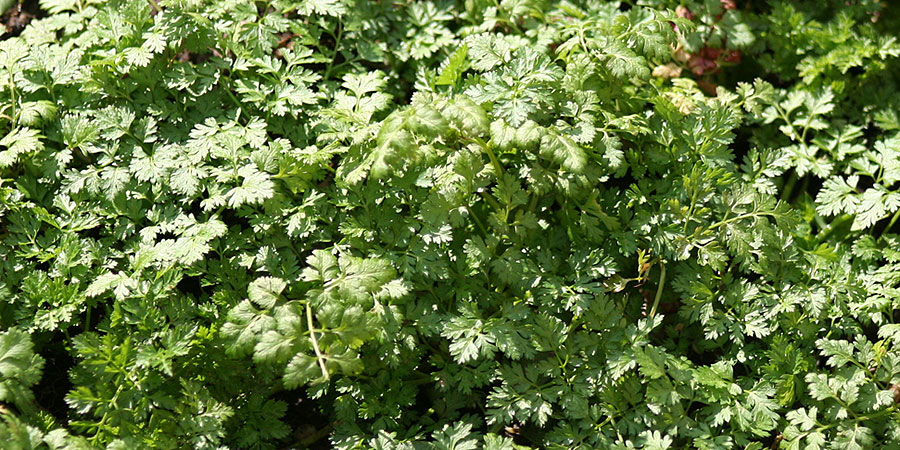 Como Usar o Cerefólio para Elevar o Sabor dos Seus Pratos