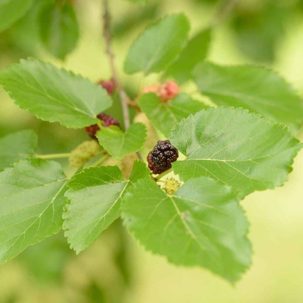 Controle da Glicemia com Amora Miúra: Mitos e Verdades
