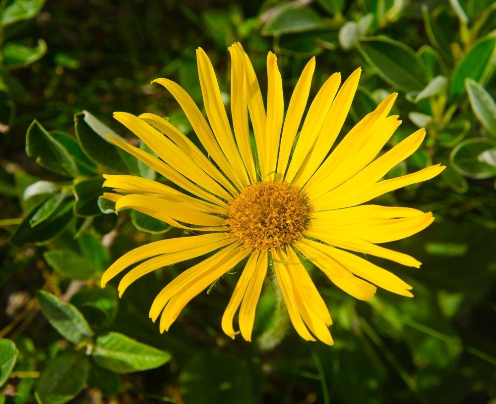 chá de arnica para desinchar
