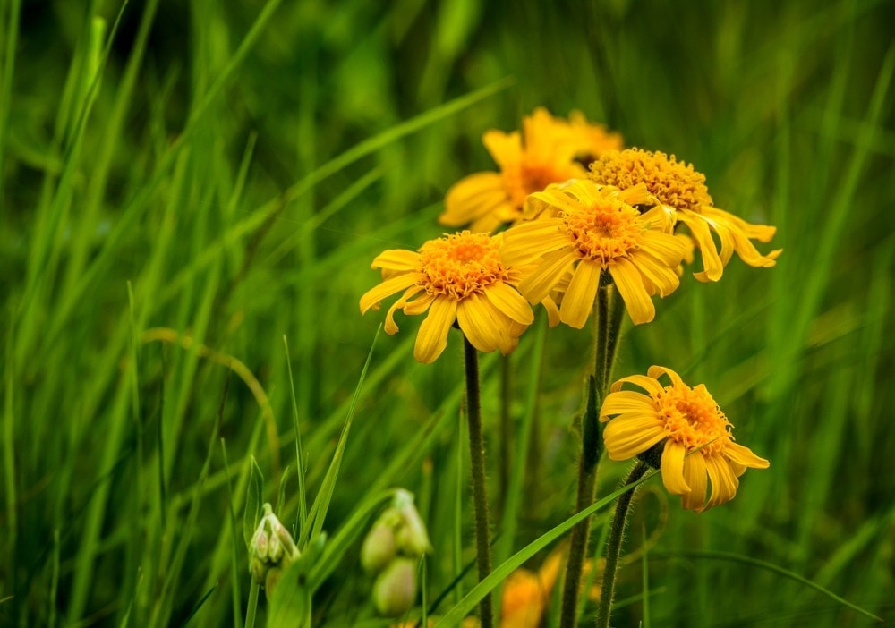 Mitos e verdades sobre a arnica: O que a ciência diz?