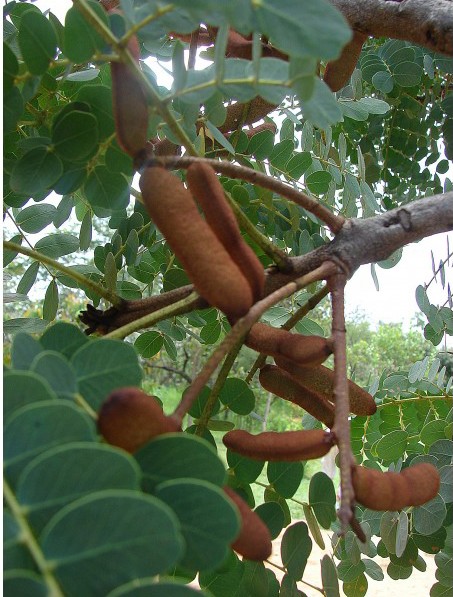 Mitos e Verdades sobre o Chá de Barbatimão: O que a Ciência Diz
