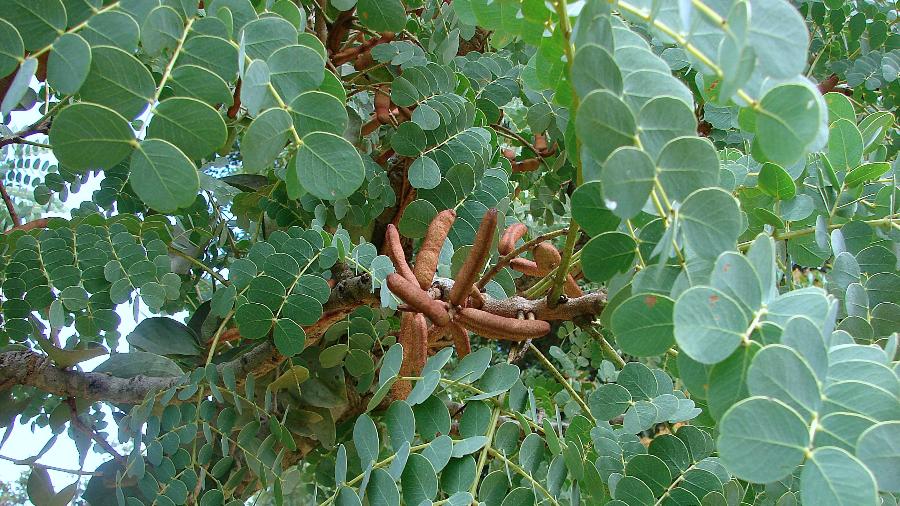 Plantas Medicinais para a Saúde Íntima Feminina: Além do Barbatimão