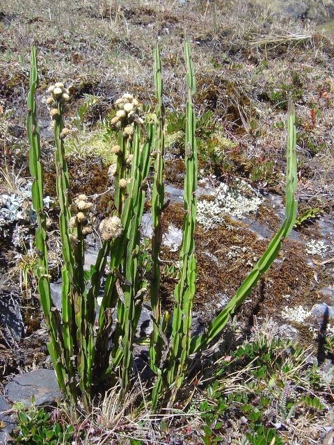 Carqueja para o Fígado: Como o Chá Pode Ajudar na sua Saúde Hepática