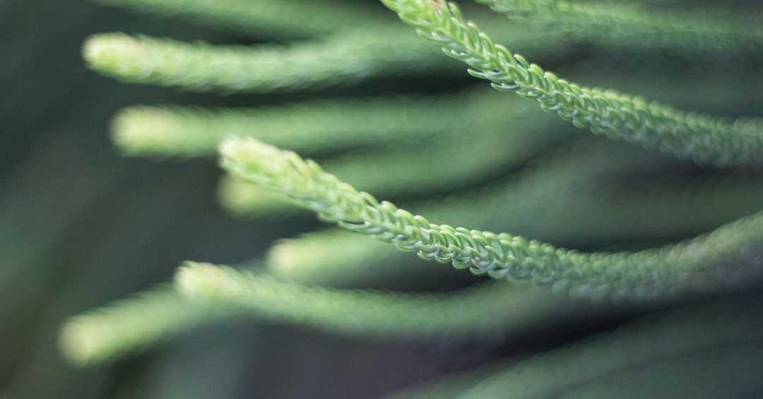 chá de cavalinha beneficios para saude