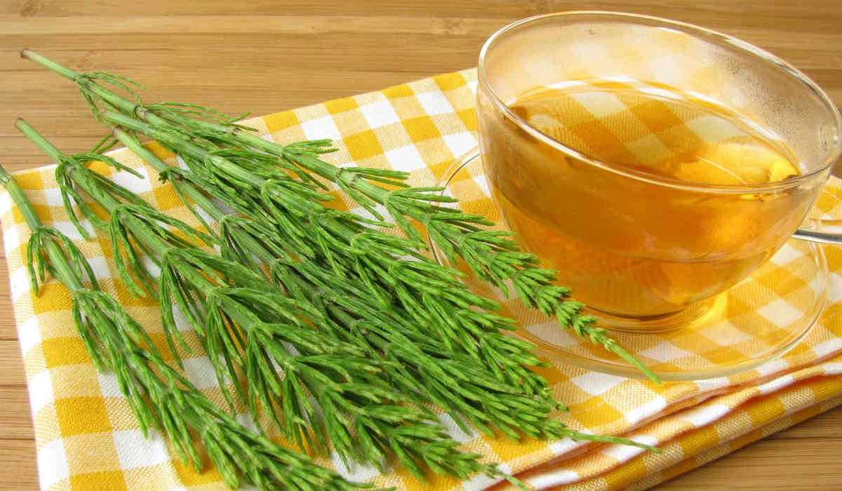 chá de cavalinha emagrece quantos quilos por semana