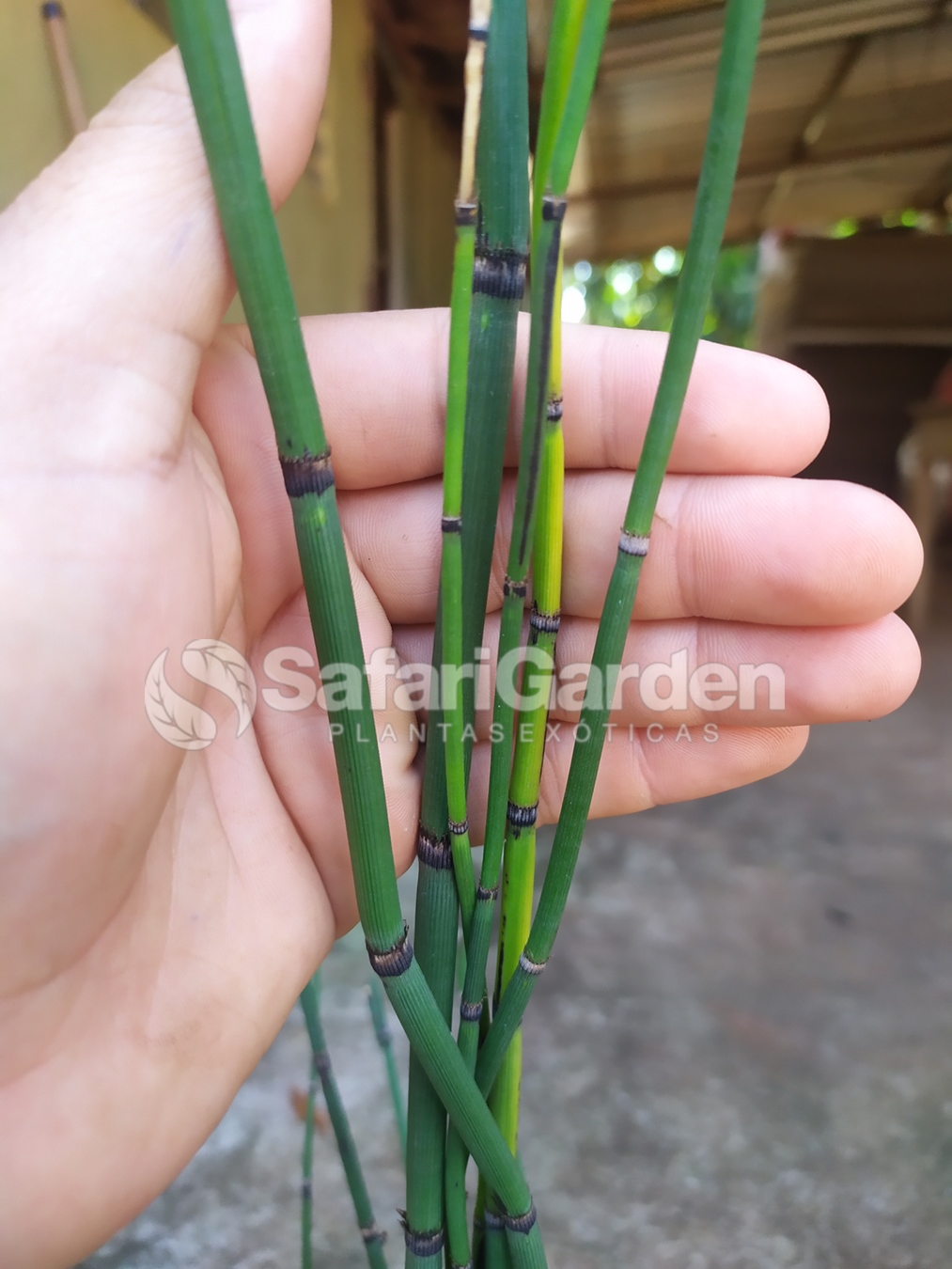 Contraindicações da Cavalinha: Quem Não Deve Consumir?