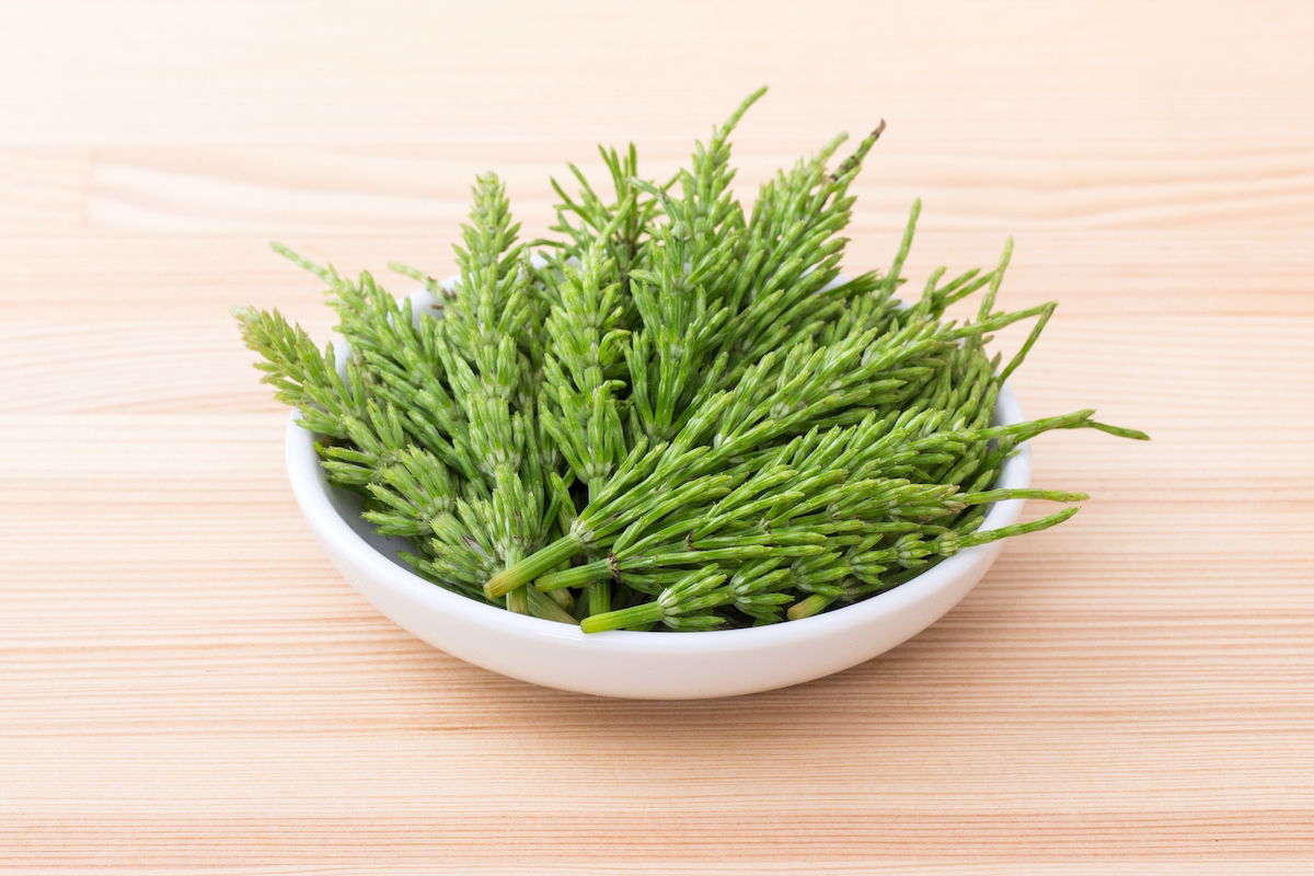 Contraindicações da Cavalinha: Quem Não Deve Consumir?