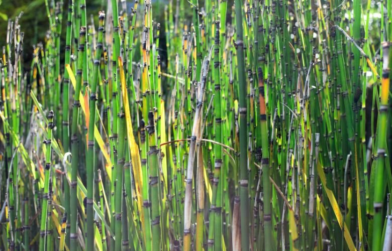 Cavalinha para Cabelos e Unhas: Fortalecimento Natural