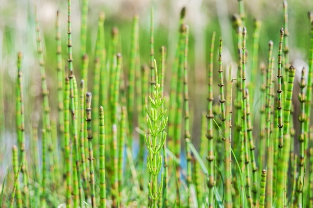 Receitas com Cavalinha: Além do Chá