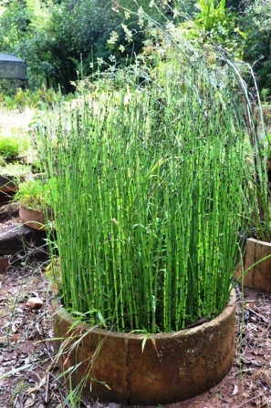 chá de cavalinha foto da planta