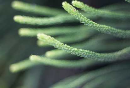 Chá de Cavalinha: Guia Completo de Benefícios e Como Preparar