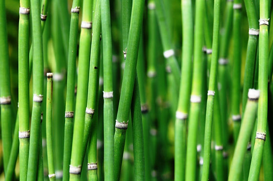 Cavalinha e Retenção de Líquidos: O Que Você Precisa Saber