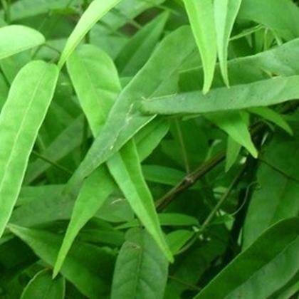 Guia Completo de Plantas Medicinais para a Digestão