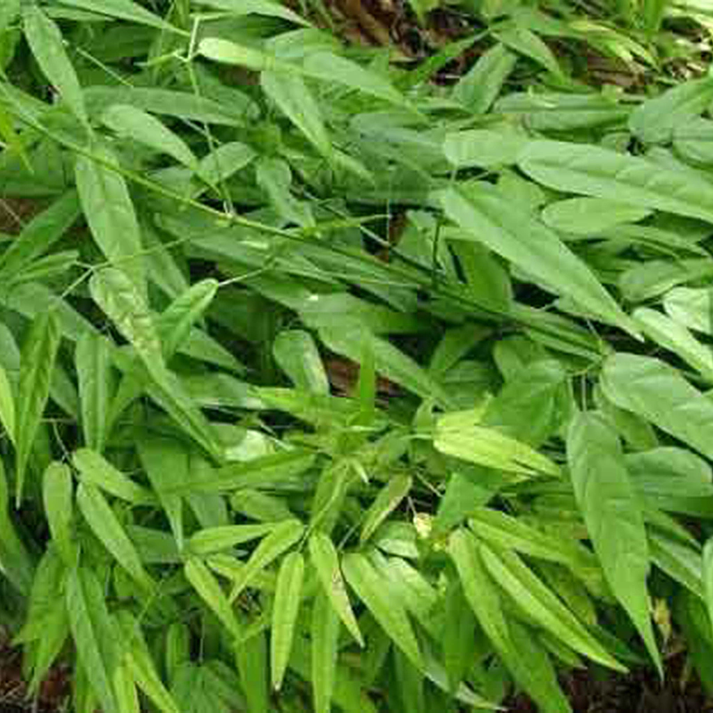 Mitos e Verdades sobre o Chá de Cipó-Cruz na Medicina Popular