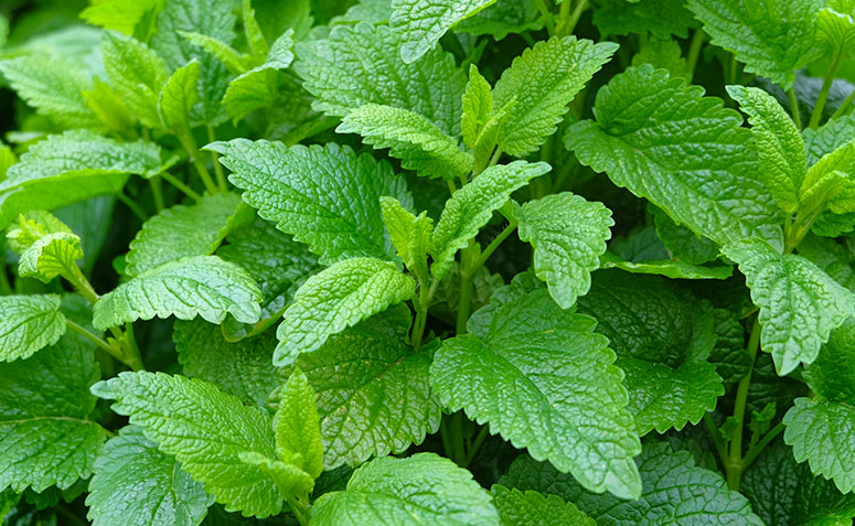 Erva-Cidreira e Tireoide: O que Você Precisa Saber Antes de Consumir