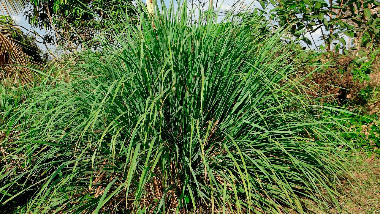 Capim-Cidreira vs. Erva-Cidreira: Diferenças e Cuidados na Saúde