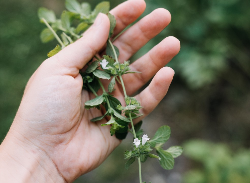 Benefícios do Chá de Erva-Cidreira para Ansiedade e Insônia