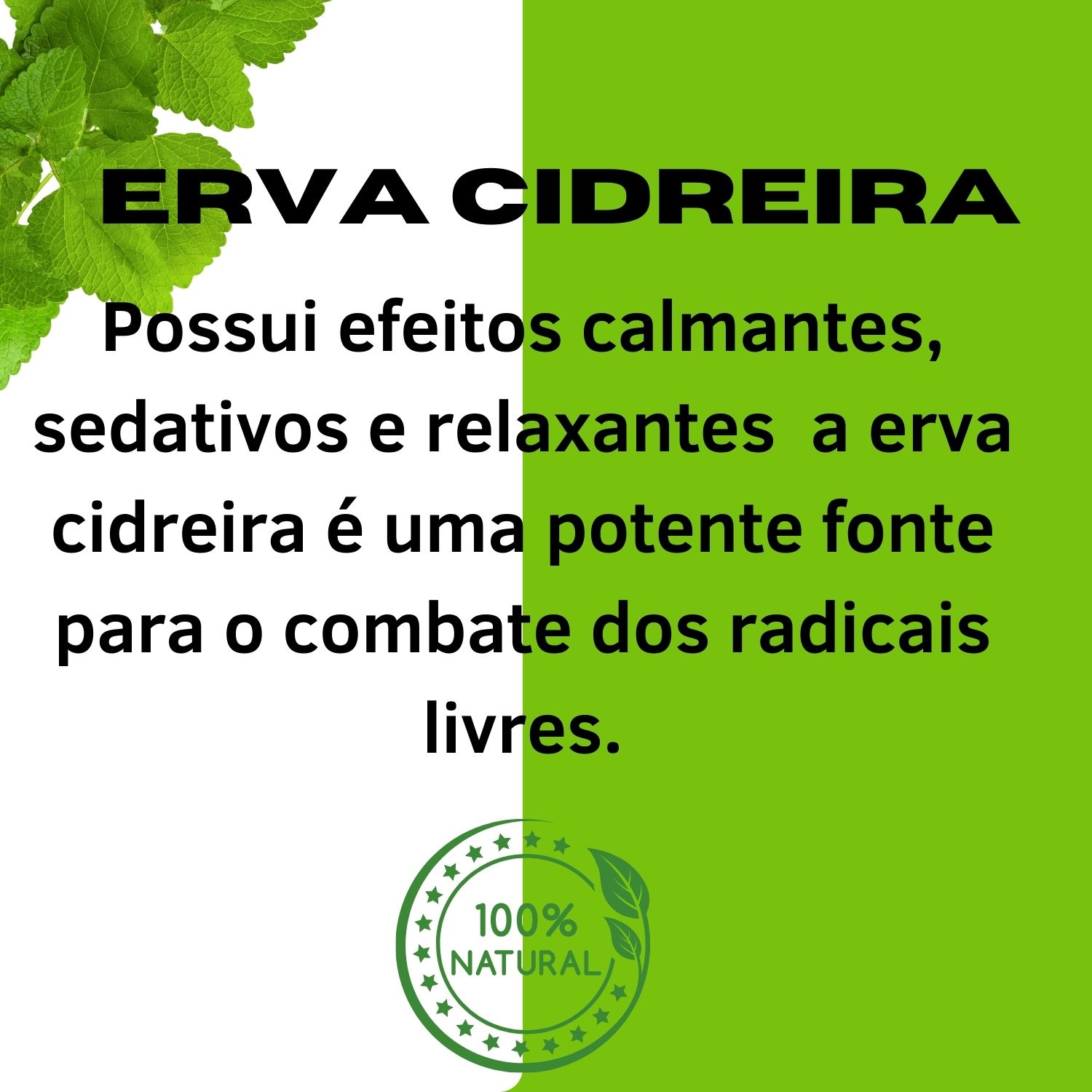 Erva-Cidreira e Tireoide: O que Você Precisa Saber Antes de Consumir