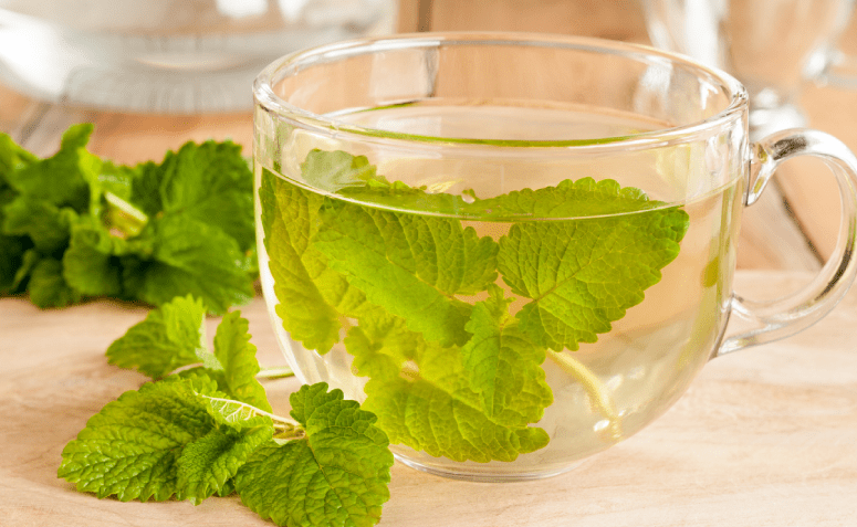chá de erva cidreira faz mal para quem tem gastrite
