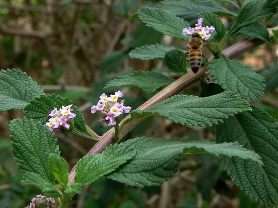 Os Melhores Chás para Aliviar Dores na Barriga e Gastrite