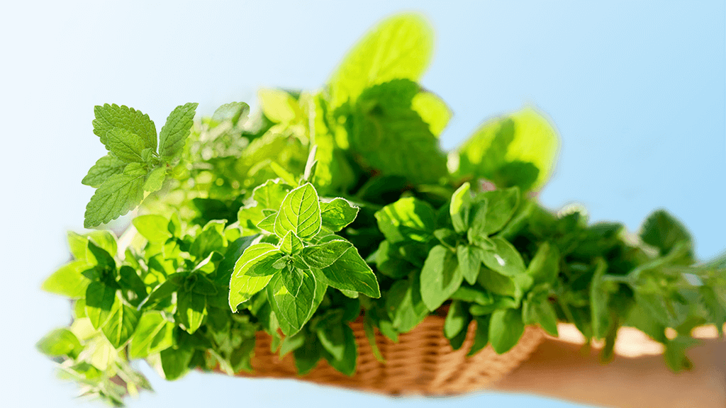 Guia Completo de Contraindicações da Erva-Cidreira: O Que Você Precisa Saber