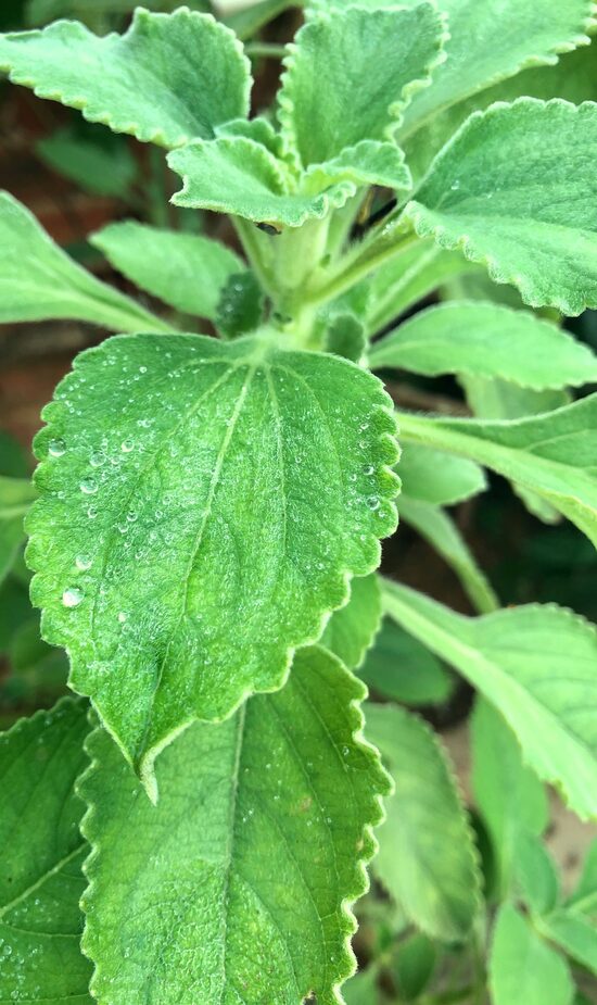 chá de erva cidreira faz mal para quem tem gastrite