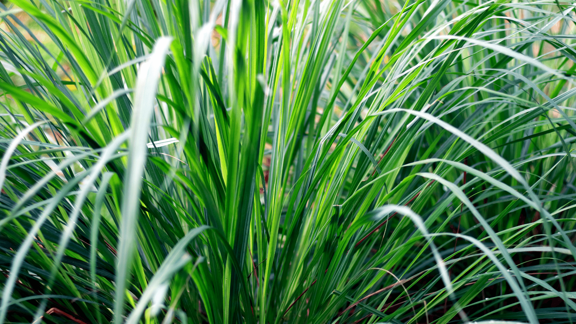 Entendendo o Hipotireoidismo: Sintomas e Cuidados na Dieta