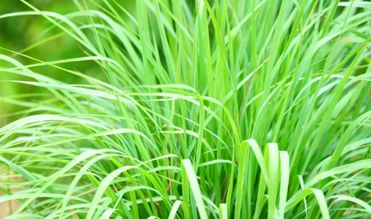 Chás Naturais para Ansiedade: Além da Erva-Cidreira