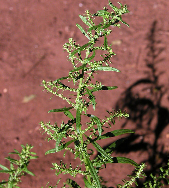 Benefícios do chá de erva-de-santa-maria para a digestão