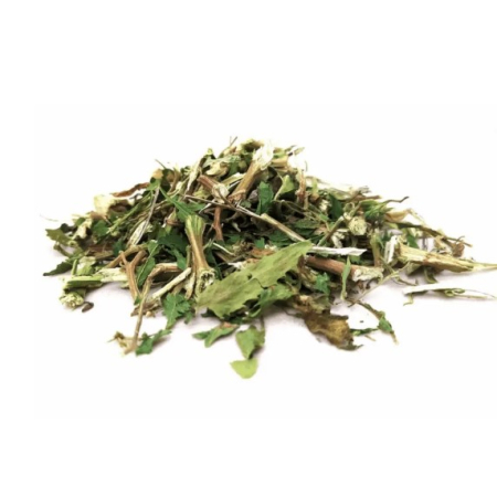 Erva-de-santa-maria: guia completo de contraindicações e efeitos colaterais