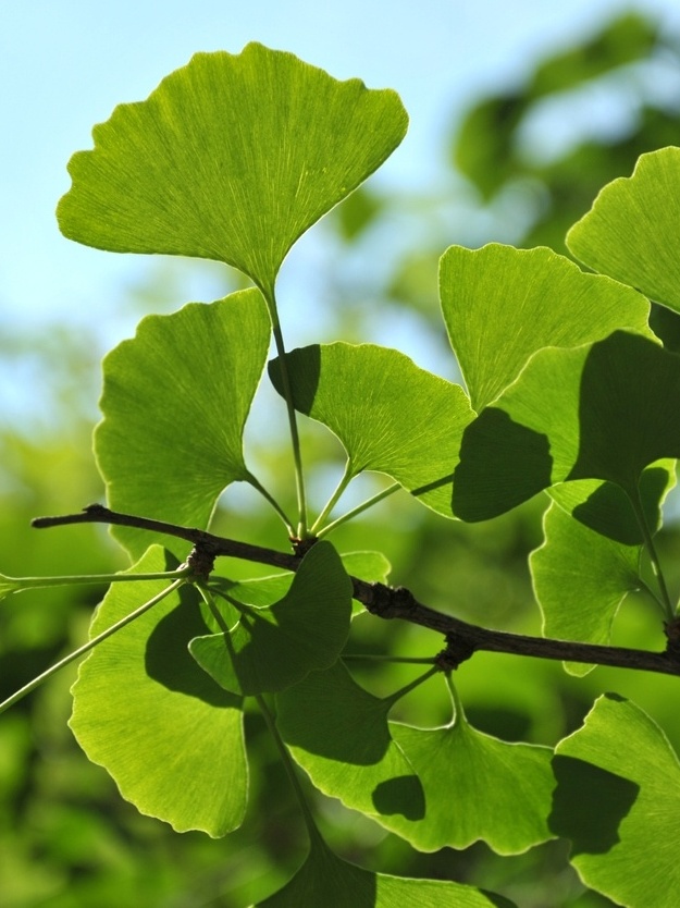 Ginkgo Biloba e Zumbido: O Que a Ciência Diz?