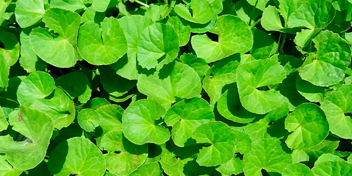 cha de gotu kola (centella asiatica)