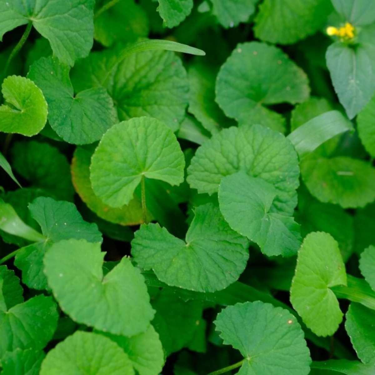 Ansiedade e Estresse: Como a Centella Asiática Pode Ajudar