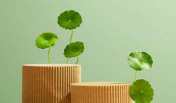 Chá de Gotu Kola: Receita e Propriedades Medicinais