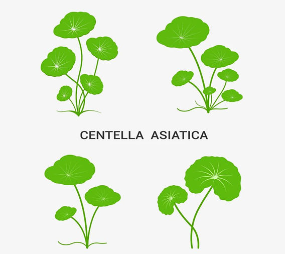 Ansiedade e Estresse: Como a Centella Asiática Pode Ajudar