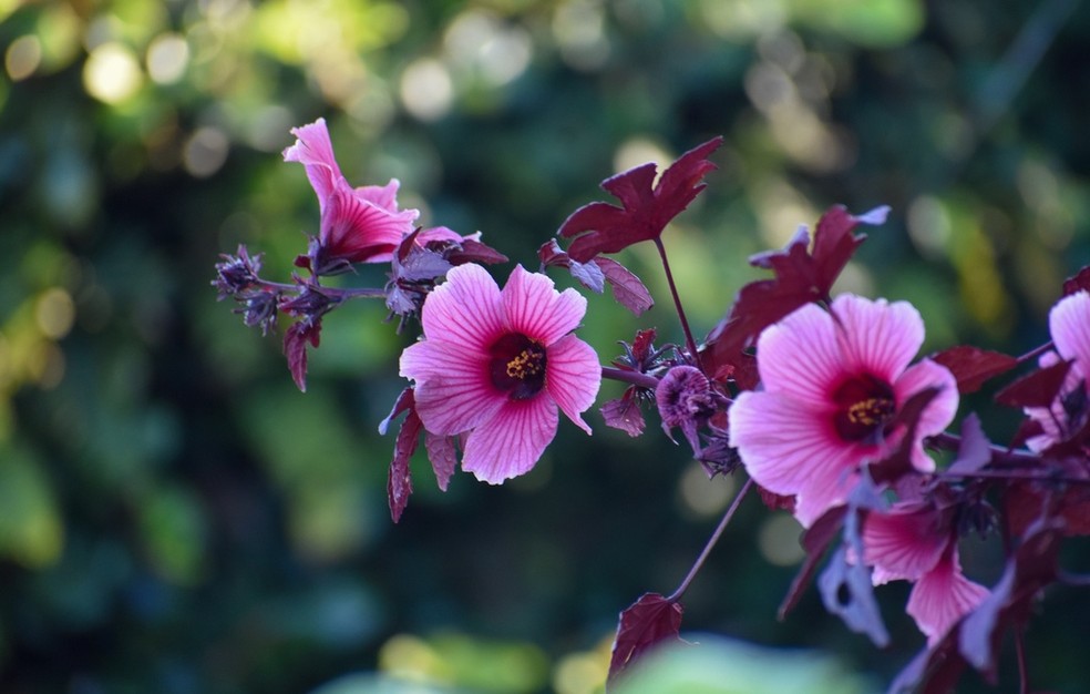 Os Riscos e Cuidados ao Consumir Chá de Hibisco para Hipertensão