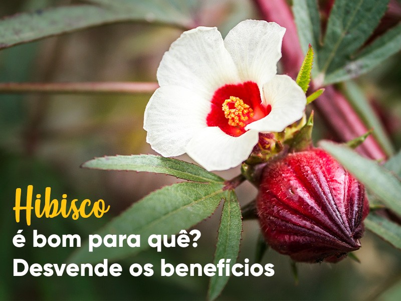 Guia Completo: Preparo e Consumo Ideal do Chá de Hibisco para a Saúde