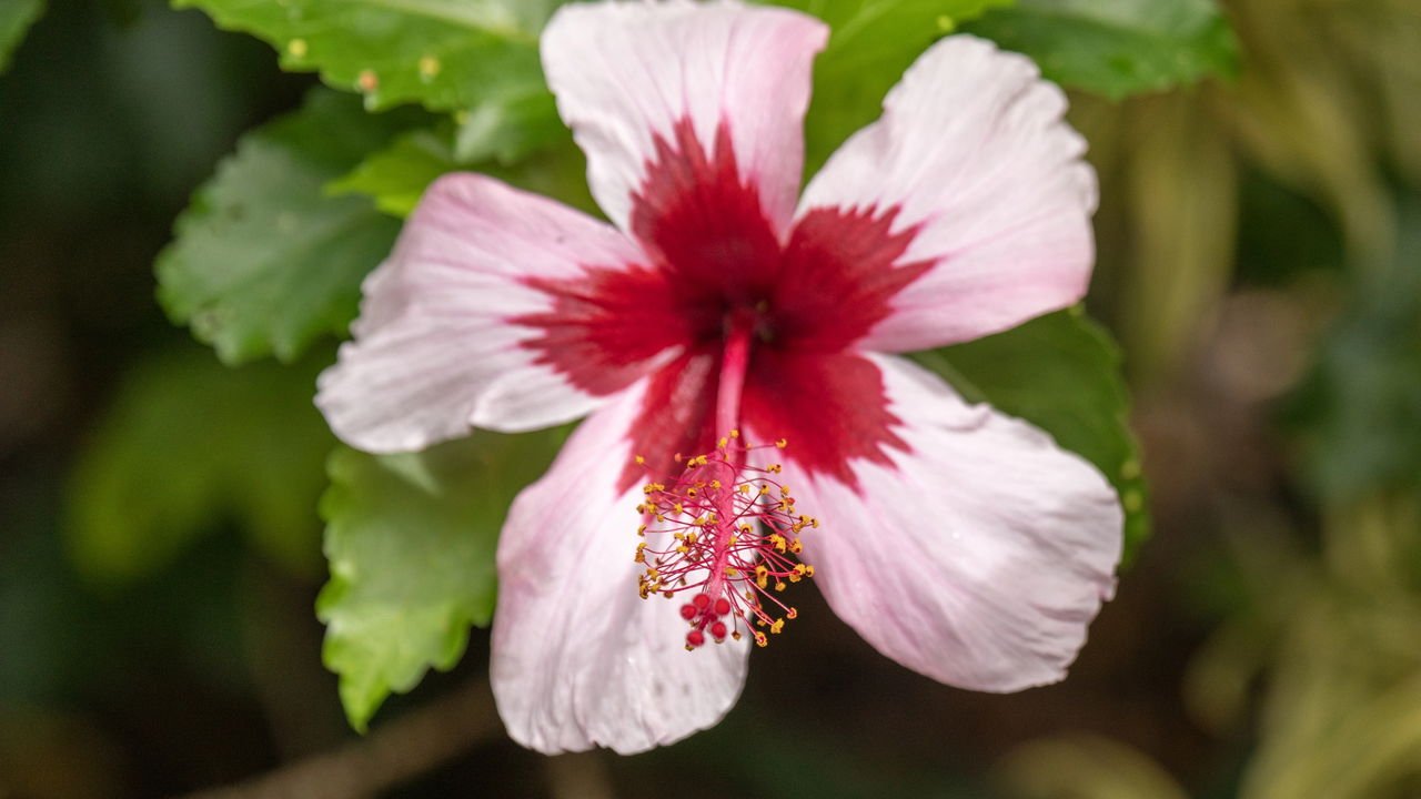 chá de hibisco sobe a pressão arterial
