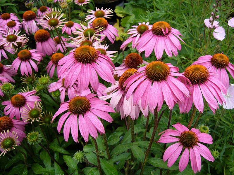 1. Hidraste para Olhos: Benefícios e Riscos do Uso Caseiro
2. Berberina: O Poder Antimicrobiano do Hidraste para a Saúde Ocular
3. Conjuntivite: Alternativas Naturais e Seguras ao Chá de Hidraste
4. Alívio para Olhos Irritados: O Que a Ciência Diz Sobre o Hidraste?
5. Hidraste e Gravidez: Por Que Evitar o Uso nos Olhos?