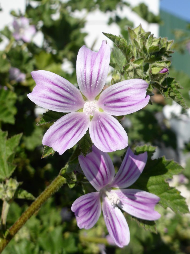 cha de hidraste para os olhos