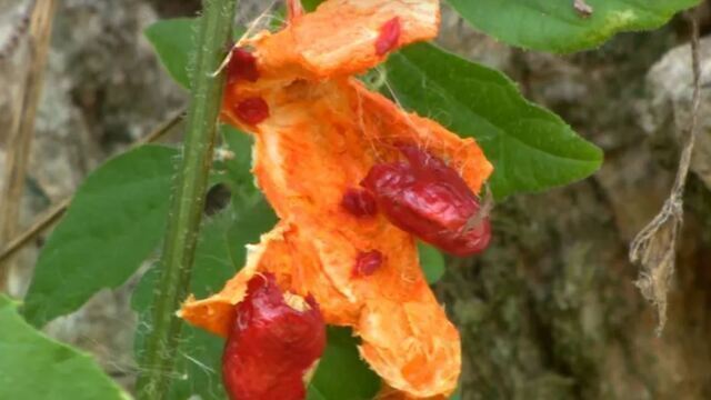 chá de melão de são caetano diabetes