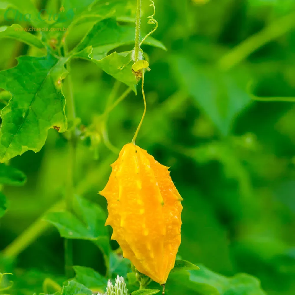 Guia Completo: Preparo e Cuidados ao Consumir Melão de São Caetano