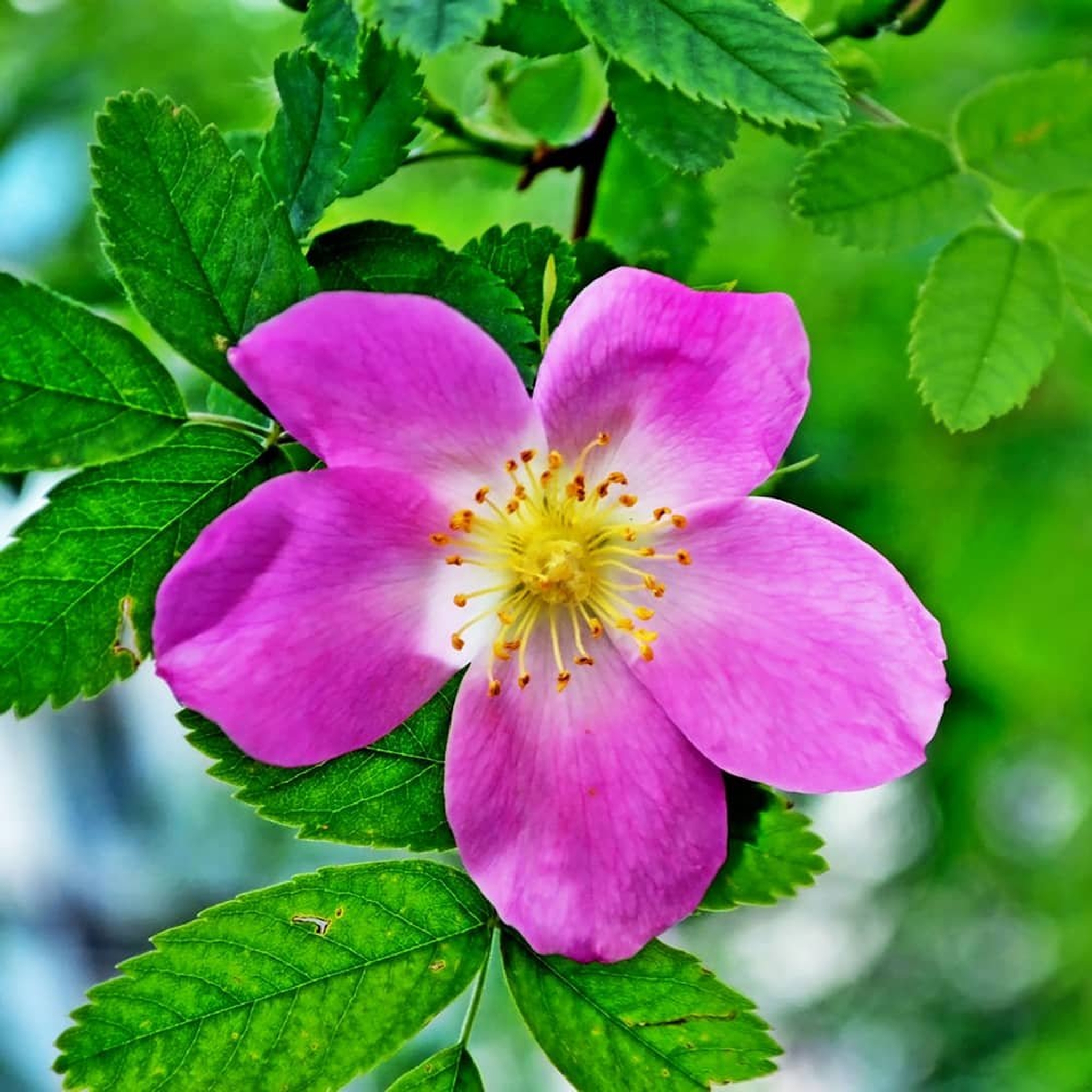 chá de rosa mosqueta