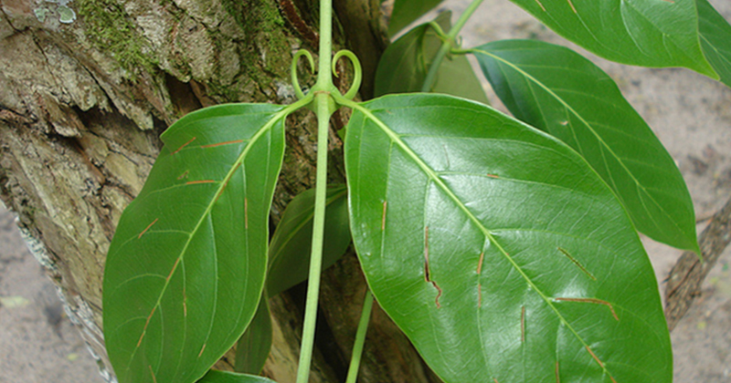 Unha de Gato: Benefícios Comprovados e Como Preparar o Chá