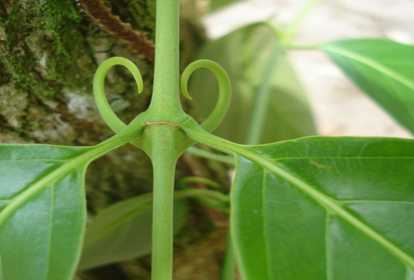 Guia Completo: Como Usar Unha de Gato com Segurança