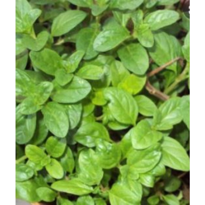 cha parecido com poejo