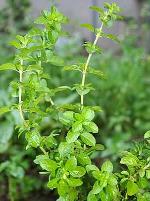 Benefícios do Chá de Hortelã para a Saúde e Digestão