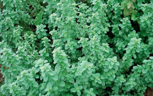 Guaco: O Poderoso Aliado Contra a Tosse e Gripe