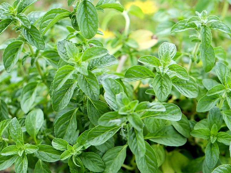 Chás Seguros para Gestantes: Um Guia Completo