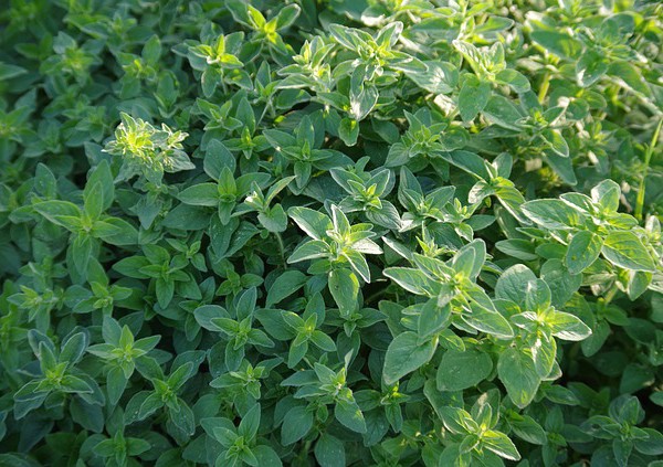 cha parecido com poejo